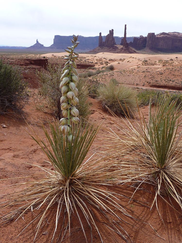 Monument valley (23).JPG
